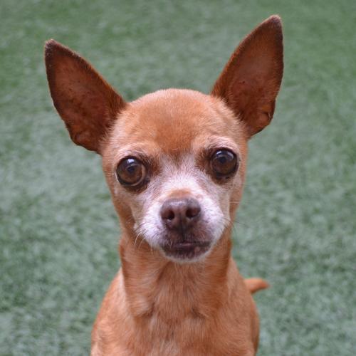 Peninsula Humane Society & SPCA Adoption Center
