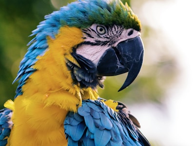 Serenity Park Parrot Sanctuary