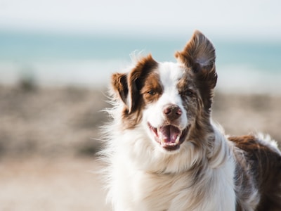 City Dogs & City Kitties Rescue